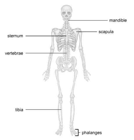 Sort the bones based on whether they belong to the appendicular skeleton or the axial skeleton.

A