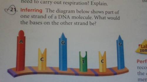 The diagram below shows part of one strand of a DNA molecule. What would the bases on the other str