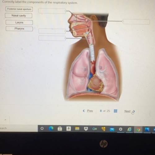 Correctly label the components of the respiratory system.

Posterior nasal aperture
Nasal cavity
L