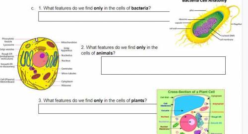 What features do we find only in the cells of bacteria?

What features do we find only in the cell
