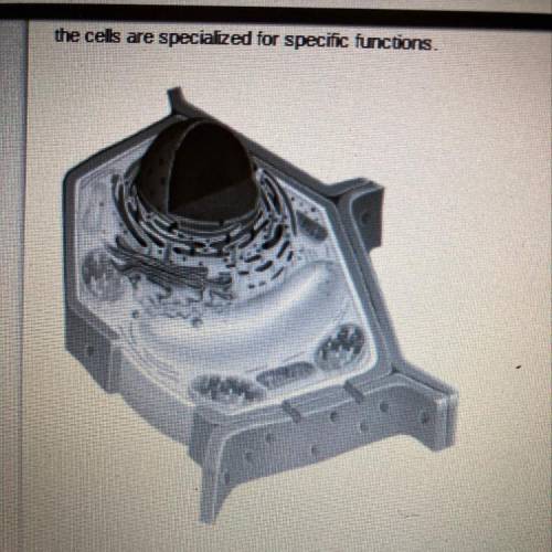 This model of a plant cell shows the structures that are likely to be observed in a typical plant c