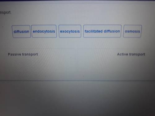 Classify each type of cell transport.