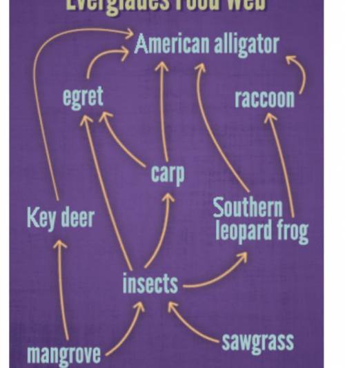 Which of the following best describes the flow of energy in the Everglades food web shown below? (4