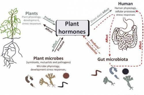 Diagram of plant hormones​