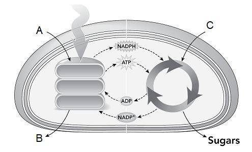 Vernon is using the diagram shown below to develop a model of photosynthesis. The letters A, B, and