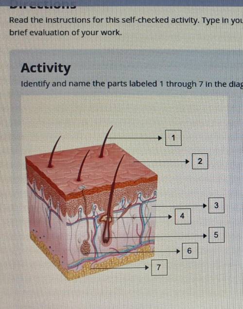 Activity Identify and name the parts labeled 1 through 7 in the diagram of skin layers. 1 2 3 4 5 (