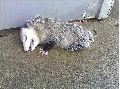 An opossum is an animal that is known to play dead” when threatened by other animals.

This is an