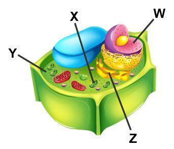 Examine the diagram of a cell.

Which accurately labels the cytoplasm?
W
X
Y
Z