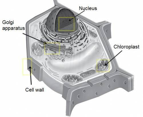A model of a plant cell is shown.

Which of the structures are present in plant cells, but not in