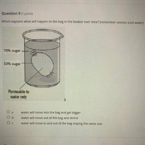 Which explains what will happen to the bag in the beaker over time? (remember solutes suck water)