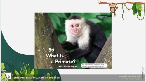 Is classification the best pattern for explaining the broad topic of primates? Explain your thinkin
