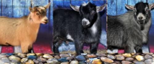 I WILL MARK YOU BRAINLIEST IF YOU GET IT CORRECT

Guess what goat is my favorite.
Try to guess wit