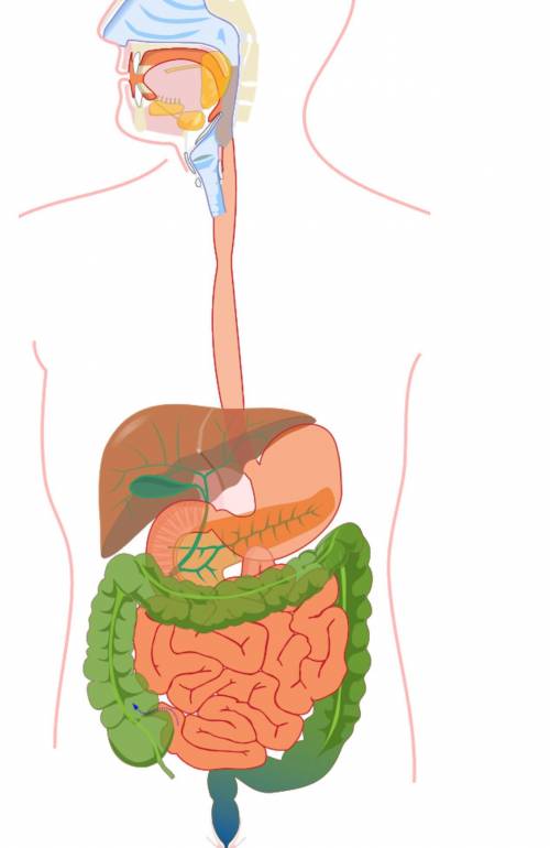 What is the function of the system shown below? *

A. The digestive system takes in oxygen and rel