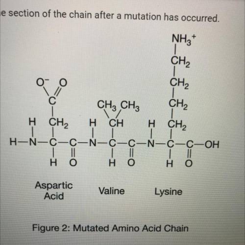 How might this change affect the structure and function of the protein?