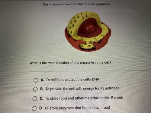 This picture shows a model of a cell organelle. What is the main function of this organelle cell?