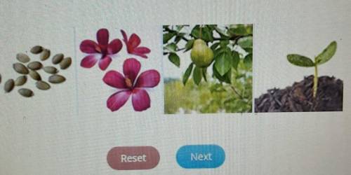 Select the correct picture. Which picture shows a portion of a plant that is directly involved in p