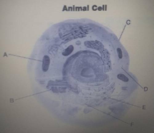 What is the function of the structure labeled A?

What is the function labeled B?What structure ma