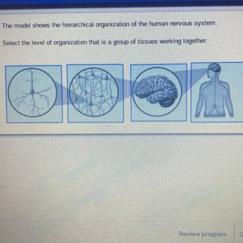 The model shows the hierarchical organization of the human nervous system.

Select the level of or