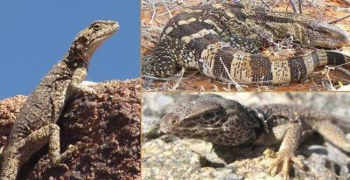 The three lizards in the photos above live thousands of miles away from each other. In fact, they a