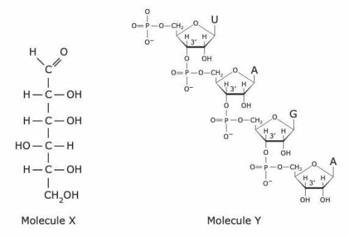 Which of the following best describes these biomolecules?

a
Molecule X is a carbohydrate, and Mol