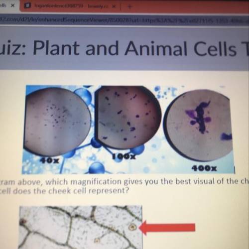 I need help asap!!!

I need the answer for 1.02 Quiz: Plant and Animal Cells on k12 
1.Using the d