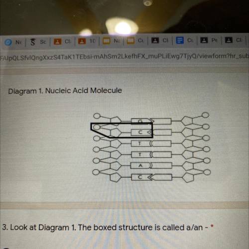 Look at Diagram 1.The boxed structure is called a/an-

A. DNA molecule 
B.nitrogenous base
C.nucle