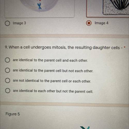 When a cell undergoes mitosis, the resulting daughter cells-
