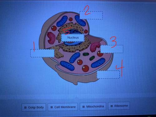 Help! I need to match the organelles in this animal cell.