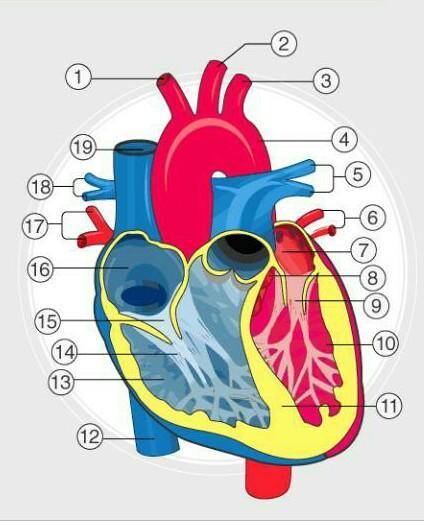 Plz label the parts of human heart