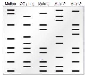 Using Figure 2, which parent would you compare to the banding pattern of the offspring first? *

T