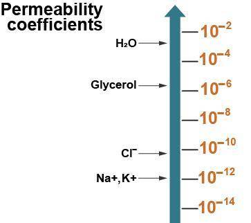 Permeability coefficients measure the speed of passage of various molecules across lipid bilayers.