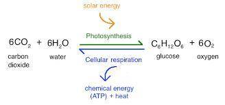 The overall reactions for photosynthesis and cellular respiration are opposite of each other. Selec