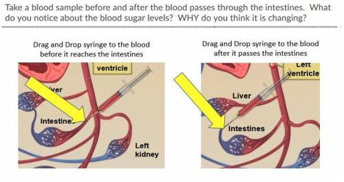 Take a blood sample before and after the blood passes through the intestines. What do you notice ab