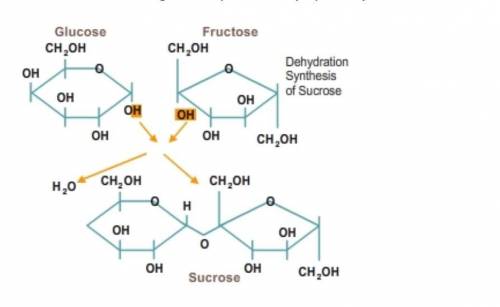 What does this diagram represent?

A) Two monosaccharides bonding together through dehydration syn