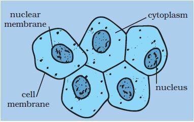 PLZPLZ HELP

 
1. How can the structures identified in the cheek cell be used to distinguish betwee