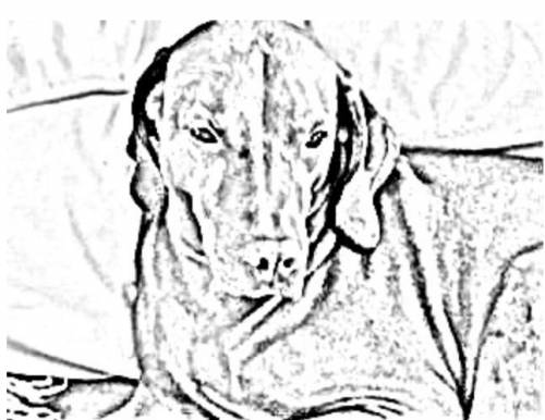 This is a sketch of LoaLong26 , there are also sketches of my dogs.