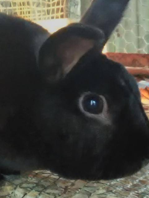 Heres my rabbit first