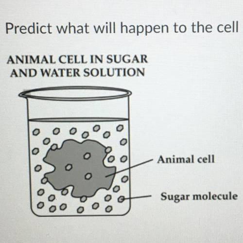Help!!!

Predict what will happen to the cell in the beaker below and identify the term.
A. The ce