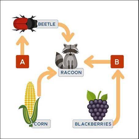 The diagram below shows a food web.

If a certain organism is a producer, what best explains its p