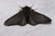 Before the beginning of the Industrial Revolution, most peppered moths found in and around Manchest