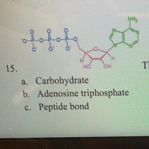 The image is an example of
a. Carbohydrate
b. Adenosine triphosphate
c. Peptide bond