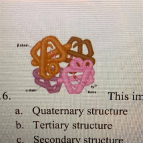 16.

This image is an example of
a. Quaternary structure
b. Tertiary structure
c. Secondary struct