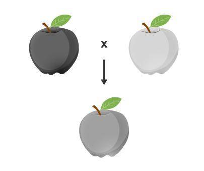 The picture shows fruit produced by two parents and fruit produced by one of their offspring.

Wh