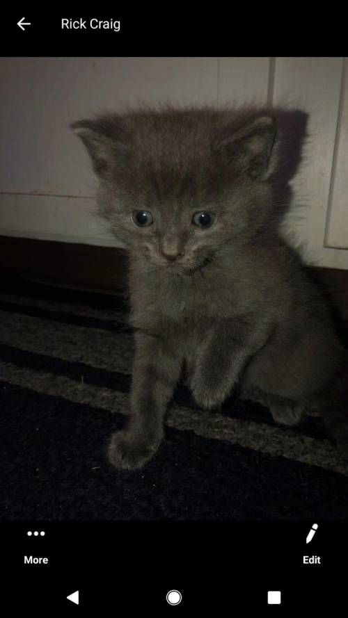 I get this kitten next week and I need help naming her.... any suggestions?