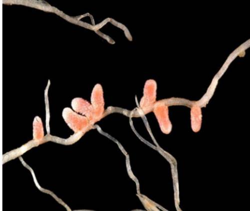 Some bacteria live in the roots of plants like soybeans and peas.

Bacteria growing on plant roots