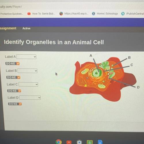 Identify Organelles in an Animal Cell

Label A
B
DONE
Label B.
DONE
Label C
D
DONE
Label D
DONE