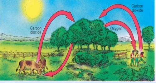 Hello! Please name this cycle in nature

Photosynthesis
Cellular Respiration
Photosynthesis &
