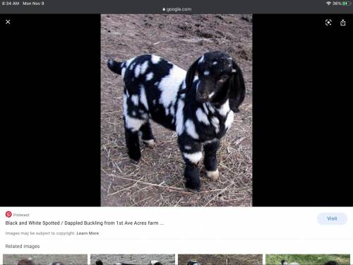 This goats name is cow