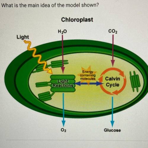 What is the main idea of the model shown?

A. Energy from sunlight is transferred through trophic