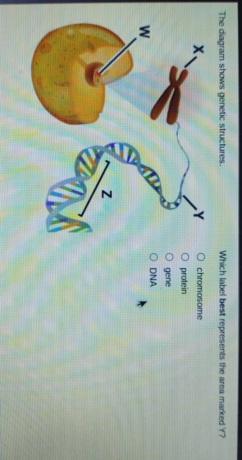 The diagram shows genetic structures. Which label best represents the area marked Y? A.chromosome B